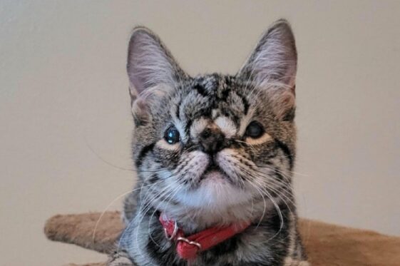 Kitten with facial anomaly receives zero applications for adoption