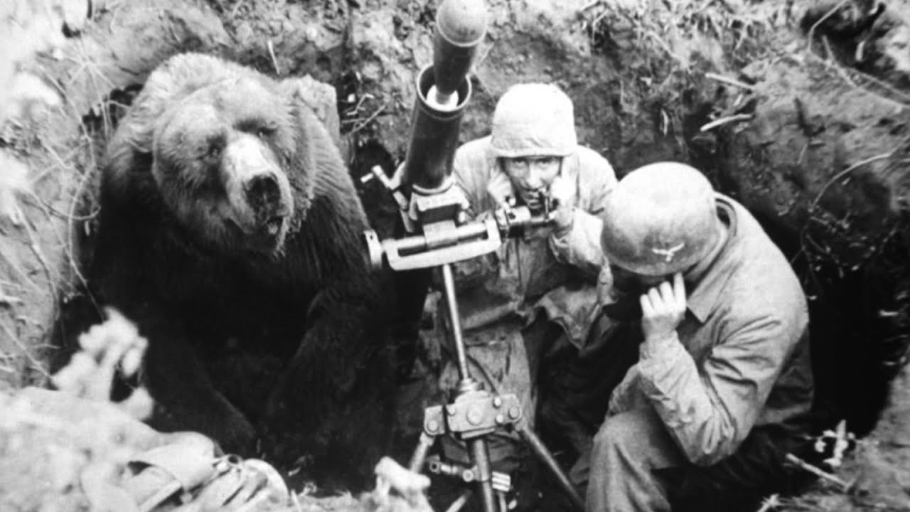 The bear that participated in World War II with the Polish army