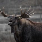 A moose broke into a classroom without warning and caused the evacuation of children