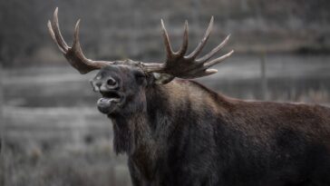 A moose broke into a classroom without warning and caused the evacuation of children