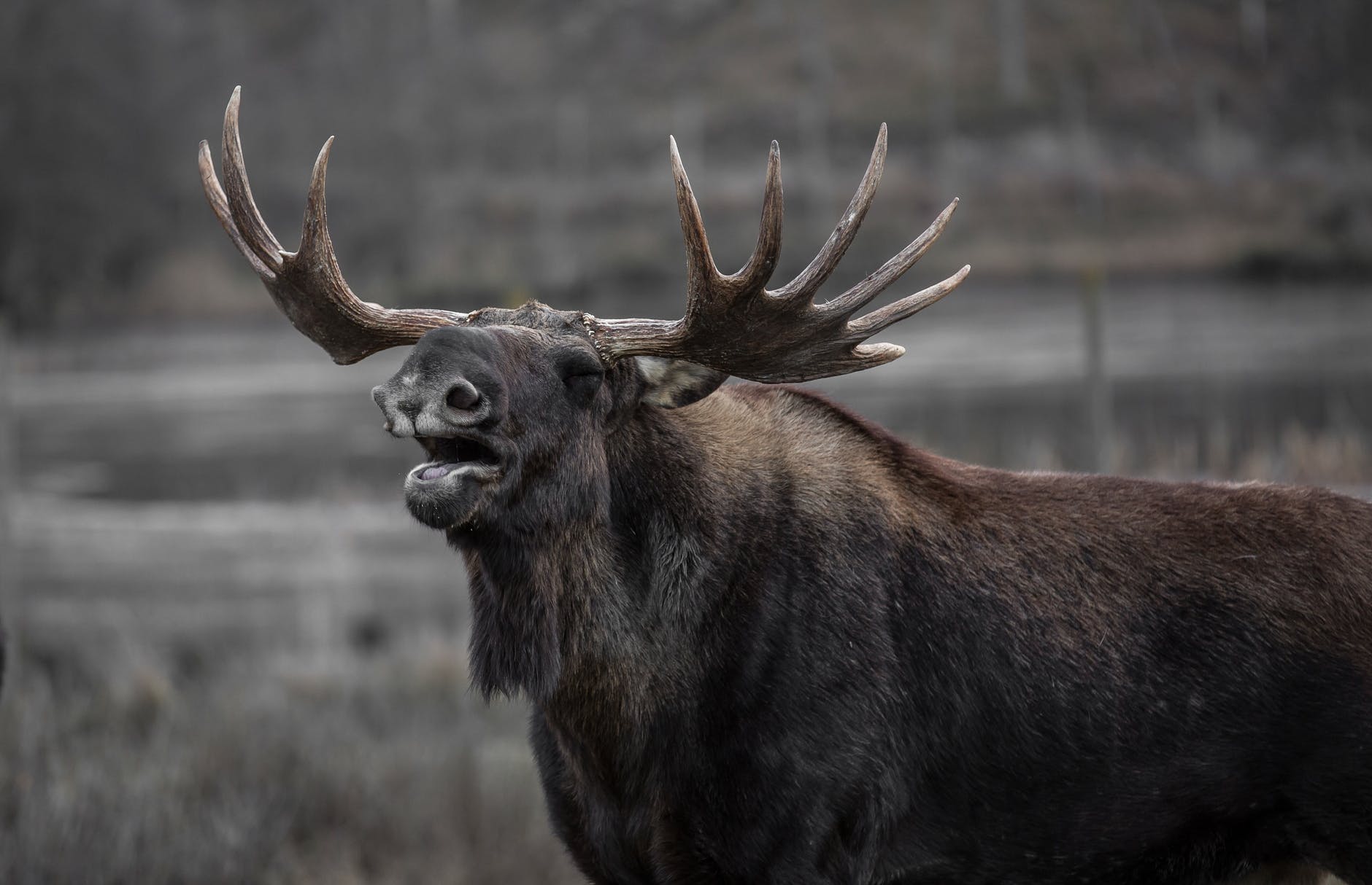 A moose broke into a classroom without warning and caused the evacuation of children