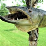 Rare deep-sea fish with a large mouth and fang-like teeth was found on a beach