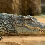 Crocodile attacks clueless tourist who thought the animal was made of concrete