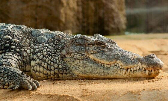 Crocodile attacks clueless tourist who thought the animal was made of concrete