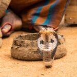 Man's penis rots after being bitten by a snake while sitting on the toilet