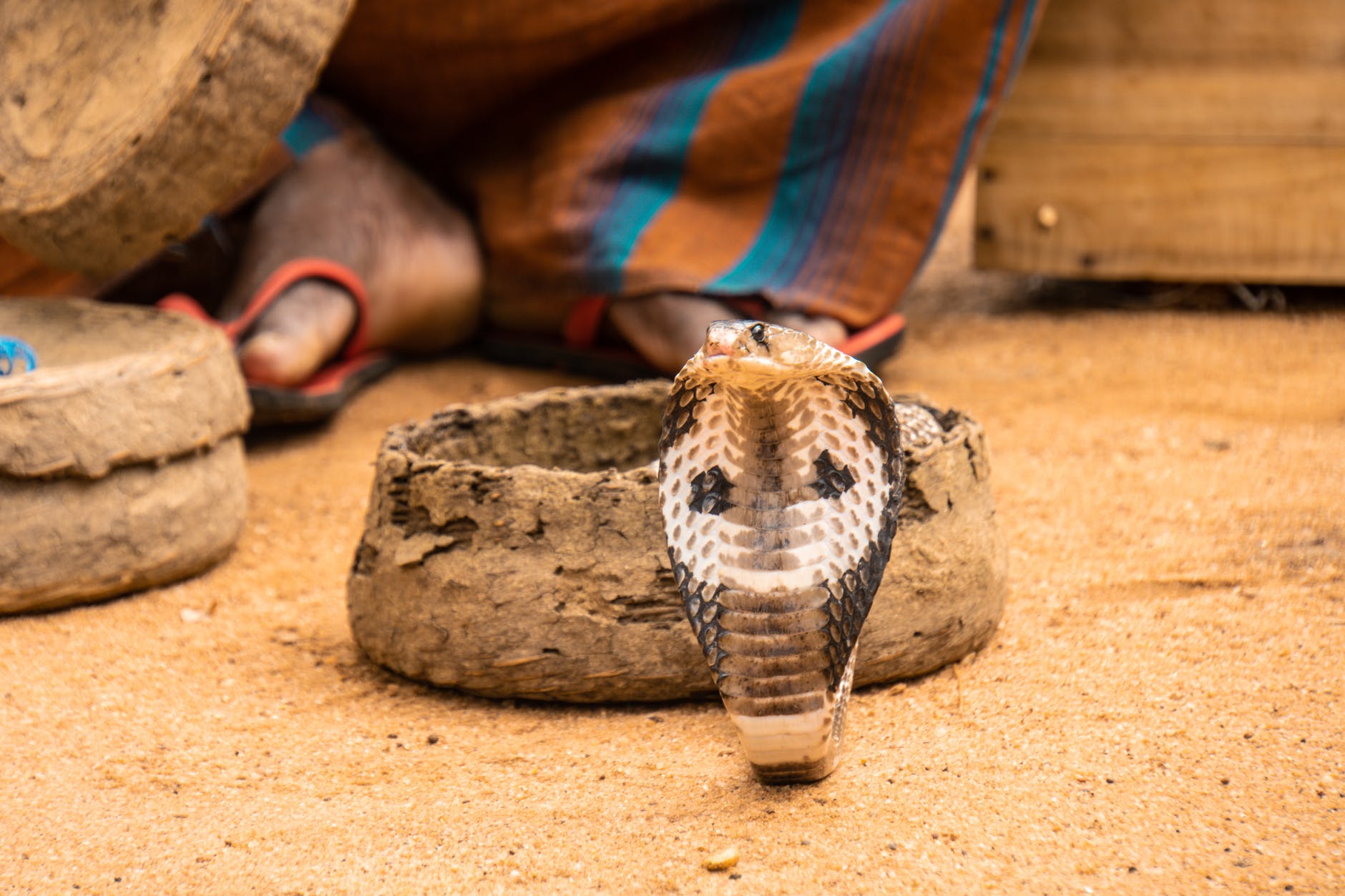 Man's penis rots after being bitten by a snake while sitting on the toilet