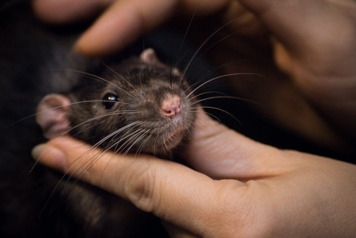 Elderly woman bitten in bed by a rat while sleeping