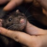 Elderly woman bitten in bed by a rat while sleeping