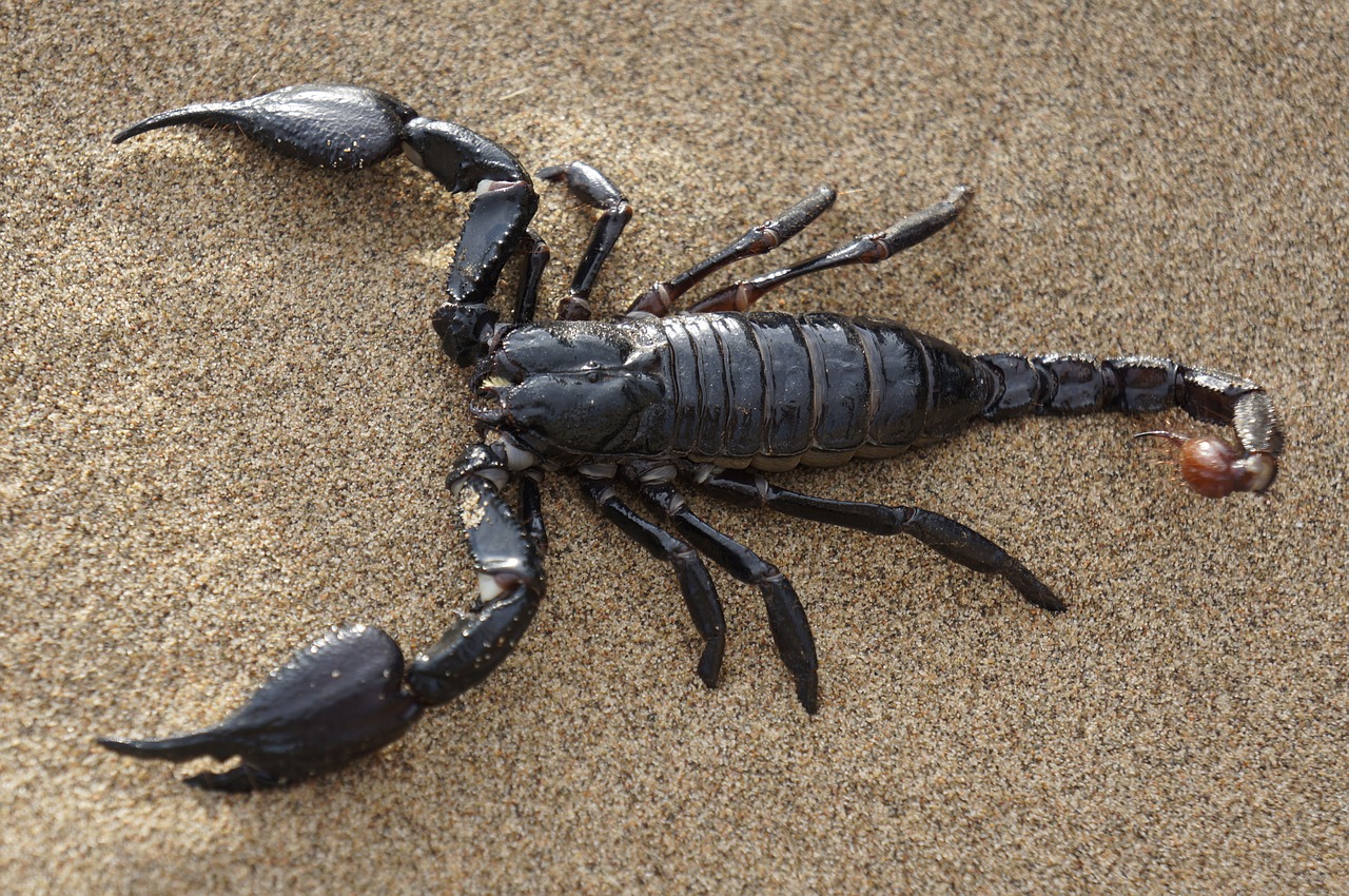 Egypt's heavy rains cause scorpion stings