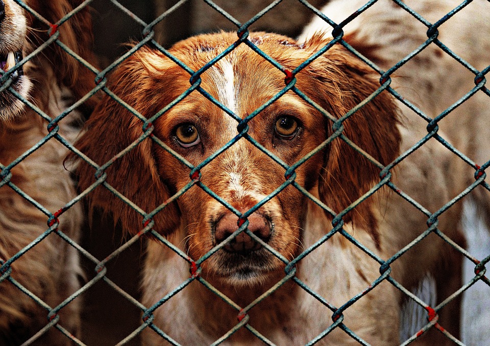 Found abandoned dog and tearfully asks family to adopt him