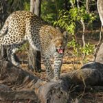 Woman chases leopard that had trapped her son for two kilometers and rescues him in India