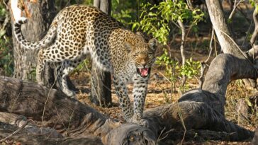 Woman chases leopard that had trapped her son for two kilometers and rescues him in India