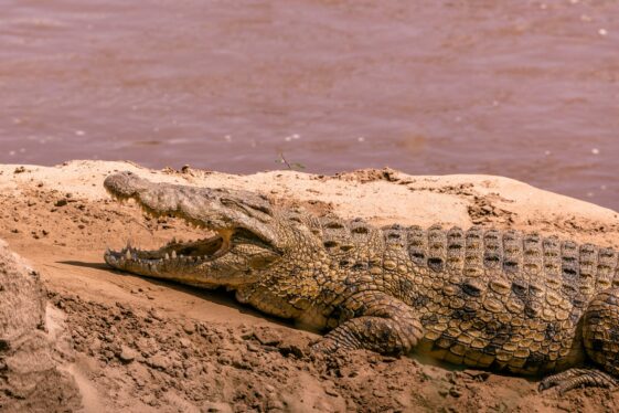 An 18-year-old British backpacker is savagely attacked by a three-meter crocodile