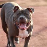 Pit bull dog rips arm off boy trying to pet his puppies in Oklahoma