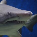 Shark vomited human arm, scares aquarium visitors