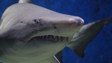 Shark vomited human arm, scares aquarium visitors