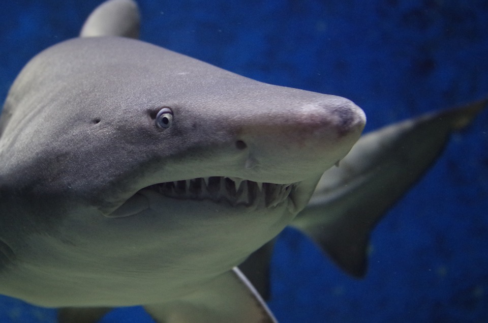 Shark vomited human arm, scares aquarium visitors