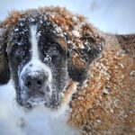 Girl survives snowstorm thanks to the warmth of a stray dog