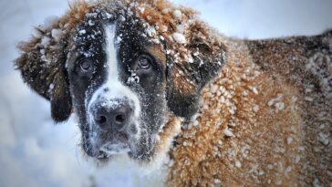 Girl survives snowstorm thanks to the warmth of a stray dog
