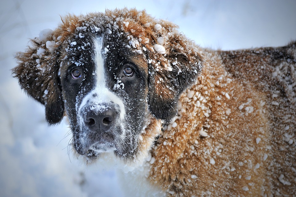 Girl survives snowstorm thanks to the warmth of a stray dog