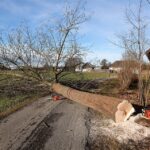 Hundreds lynched a man for cutting down a sacred tree