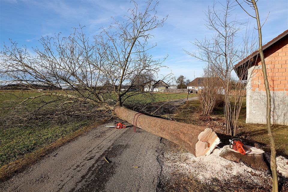 Hundreds lynched a man for cutting down a sacred tree