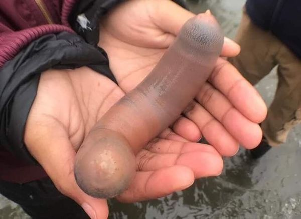Thousands of "penis fish" wash up on a California beach
