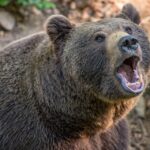 A man accidentally kills his brother while trying to defend himself from a bear 