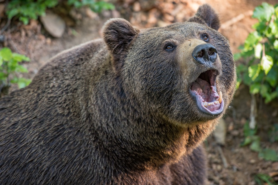 A man accidentally kills his brother while trying to defend himself from a bear 