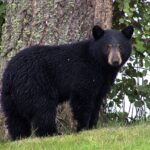 Hank the Tank, the huge bear terrorizing California by visiting homes