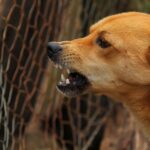 Dog killed its caretaker at Florida animal shelter