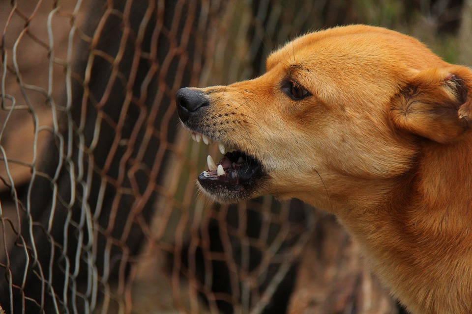 Dog killed its caretaker at Florida animal shelter