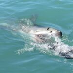 Great white shark devours swimmer on a beach near Sydney