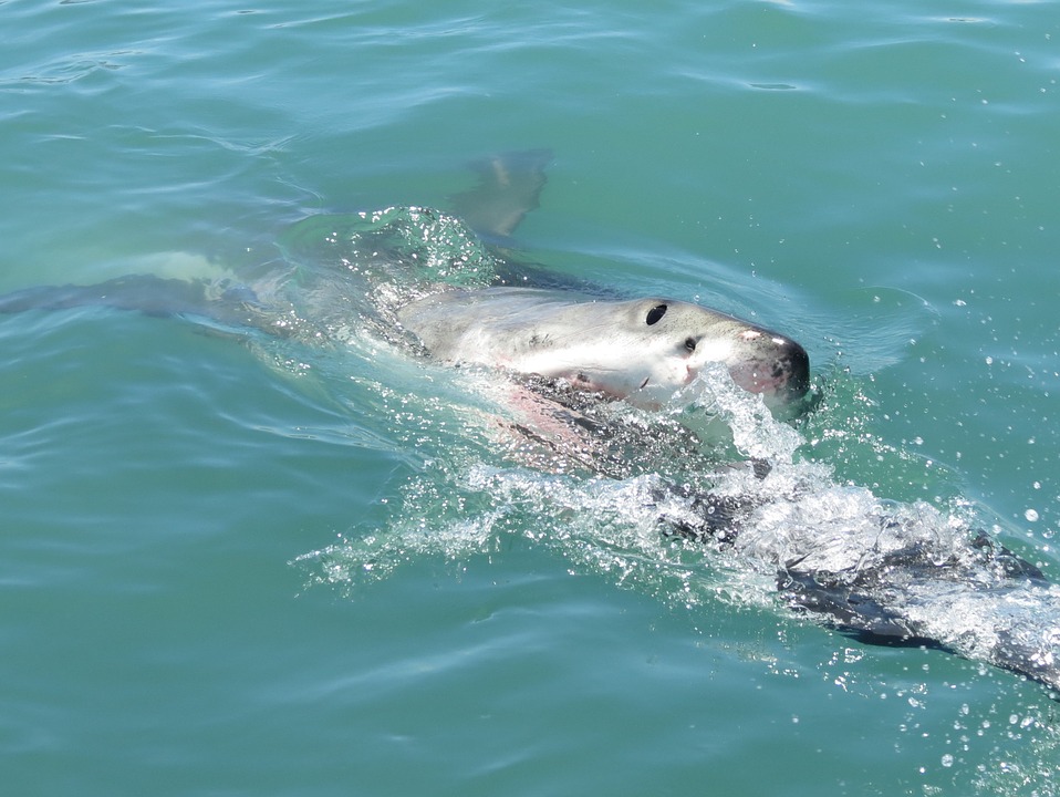 Great white shark devours swimmer on a beach near Sydney